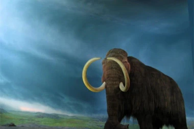 Neverovatno otkriće: U Rusiji pronađeni mamuti