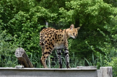 (FOTO) STIŽU BEBE: Beo zoo vrt bogatiji za dva PRESLATKA MLADUNČETA SERVALA!