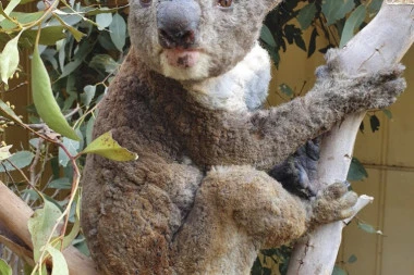 Stravična preporuka australijske vlade: Nalog za ubijanje beba koala i kengura