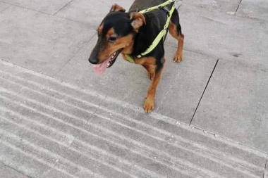Pronađen pas u Beogradu: Ako ga prepoznajete, javite se!