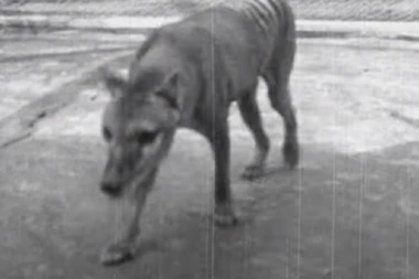 (VIDEO) ŠOK! Na zemlji ih nema već decenijama: Objavljen snimak poslednjeg tasmanijskog tigra!