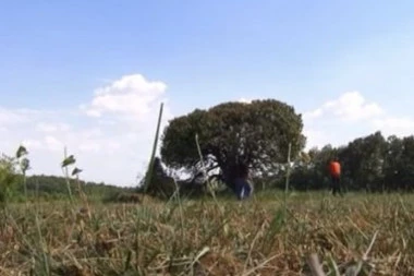 (VIDEO) Beograđani otkinuli granu, nisu dobro prošli! Ukleto drvo jabuke kraj puta Belušić-Oparić, ko mu priđe gotov je!