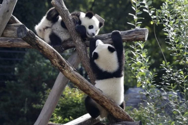 VELIKI USPEH! Kina objavila: Pande više nisu ugrožena vrsta