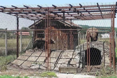 NEVEROVATNA SCENA U KRALJEVU! Policija zatekla kavez sa mrkim medvedima! (FOTO)