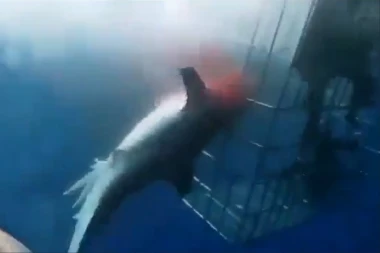 UŽAS U OKEANSKIM DUBINAMA! Morska neman htela da uleti u kavez sa roniocima, a onda je nastupila prava DRAMA! (VIDEO)