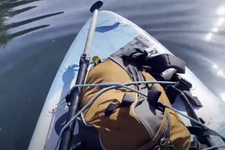 SAMO JE IZLETELA IZ DUBINE! Veslač (38) u panici prestao da snima! Njih deset je kružilo oko njegove daske za veslanje! (VIDEO)