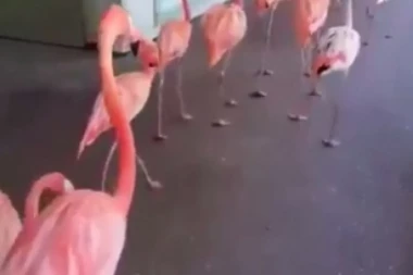 (VIDEO) Poput "pačije škole": KOLONA FLAMINGOSA BEŽI OD IRME