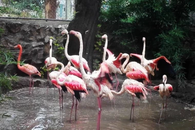 Beo Zoo Vrt dobio nove stanare: Prelepi flamingosi stigli iz Češke