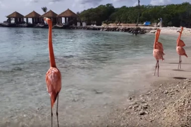 (VIDEO) OČARAVAJUĆI FLAMINGOSI! Ovih šest prelepih ptica prave društvo turistima na plaži