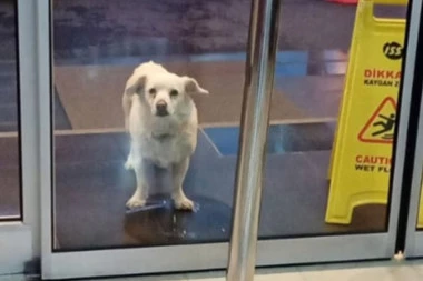 (FOTO) Pas čekao vlasnika nedelju dana ispred bolnice