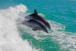 DRAMA NA PLAŽI U GRČKOJ! Delfin plivao u plićaku, a onda mu je jedan dečak uradio OVO! Mnogi su BESNI!