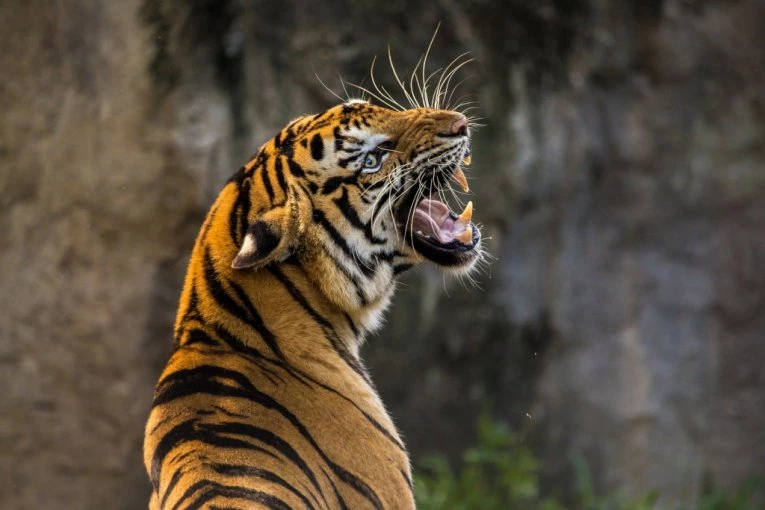 STRAVA I UŽAS U ZOOLOŠKOM VRTU: Tigar raskomadao čuvara, jedva sprečena još veća tragedija (FOTO)