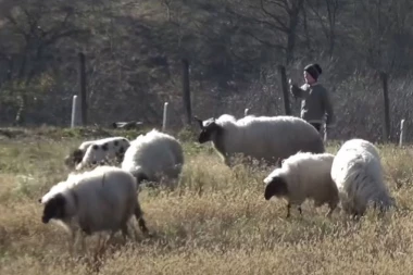 BIZARNO: Vojnik iz komšiluka jednim potezom UBIO 11 OVACA