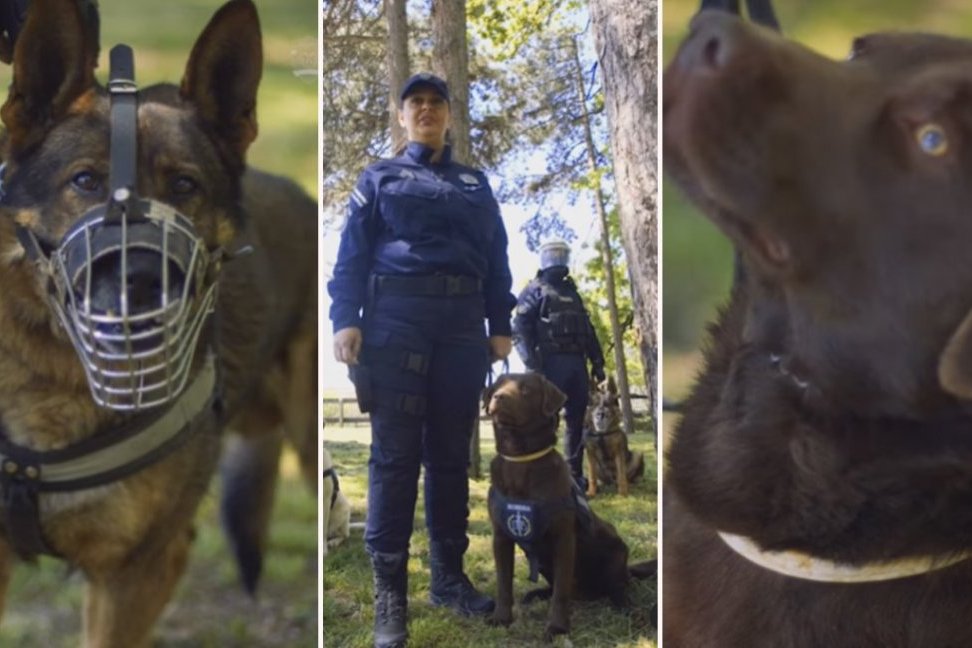 NEUSTRAŠIV TANDEM - POLICAJCI I SLUŽBENI PSI: Oni su naše kolege koji ...