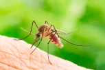 NA VREME SE PRIPREMITE ZA RAT SA ZLOTVORIMA: Sedam biljaka koje sigurno teraju komarce!