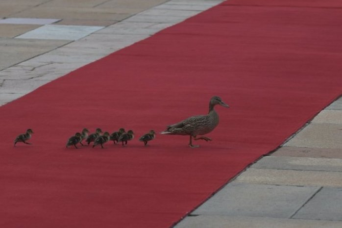 SVI STE VIDELI PATKE KOJE SU SI ĐINPINGU PRAVILE DRUŠTVO NA CRVENOM TEPIHU: U kineskoj kulturi one su simbol najlepših stvari! PRATI IH NEVEROVATNA LEGENDA!