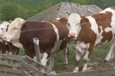 NESTALO VIŠE OD HILJADU KRAVA: Preprodaju se preko Fejsbuka i TikToka, a neke završile u ZOOLOŠKOM VRTU KAO HRANA PREDATORIMA (VIDEO)