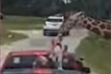 HOROR NA SAFARIJU! Žirafa zgrabila dvogodišnje dete iz automobila! (UZNEMIRUJUĆI VIDEO)