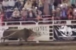 DRAMA NA STADIONU: Bik iznenada uleteo u publiku! (VIDEO)