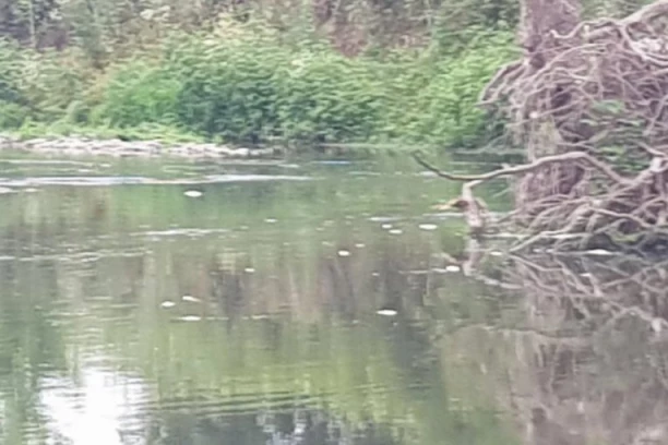 HOROR SNIMCI SA IBRA OBIŠLI SVET! RIBOČUVAR OTKRIO ŠTA SE DESILO: Radujemo se kiši i čekamo da se napune virovi duboki i do osam metara! VIDEO