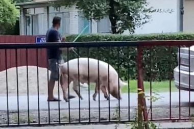 NESVAKIDAŠNJA SITUACIJA U BORČI: Čovek prošetao svinju na povocu, komentari se nizali - TRADICIONALNA PRAKSA ILI NEŠTO DRUGO? (VIDEO)