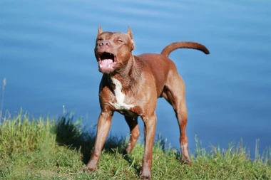 PITBUL NAPAO I RASKOMADAO MALTEZERA NAOČIGLED SVIH! Vlasnik pobegao nakon incidenta!