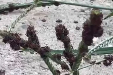 INVAZIJA KRPELJA U BAČKOJ PALANCI! Žena izašla u dvorište i umalo nije pala u nesvest zbog prizora! Insekti joj preplavili okućnicu, ušli i u kuću! (VIDEO)