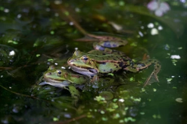 JEDU MUŽJAKE AKO IM SE NE SVIDI POZIV ZA PARENJE! "Pokušavao je da pobegne, grabio oko sebe, nije hteo da ga odvuče u rupu" (FOTO/VIDEO)