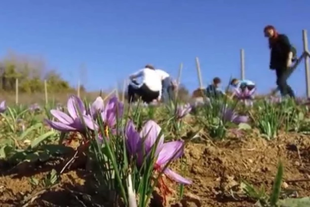 Ako u Srbiji UZGAJATE OVE TRI BILJKE možete da zaradite i do 40.000 EVRA (VIDEO)