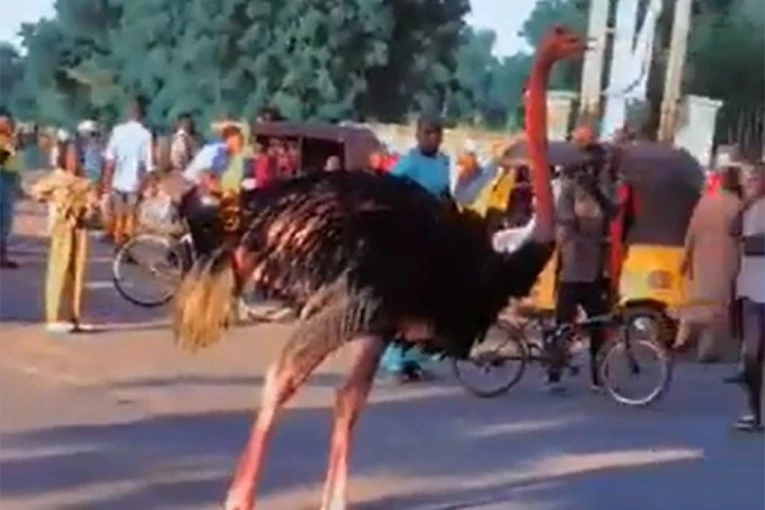 HAOS NA ULICAMA! Životinje pobegle iz zoo vrta i šetaju gradom! LJUDI U PANICI, NA SLOBODI  NOJ, KROKODIL, NILSKI KONJ, LAVOVI, HIJENE...! (VIDEO)