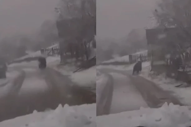 MEDVED SLOBODNO TRČI KROZ VEJAVICU: Vozač automobila naleteo na zver - neviđena scena na Vlašiću! (VIDEO)