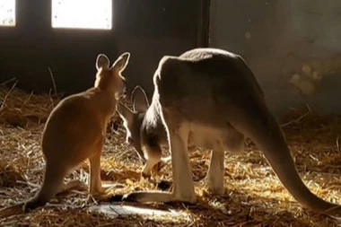 BEO ZOO VRT TRAŽI IME ZA BEBU! Stigle rode među kengure!