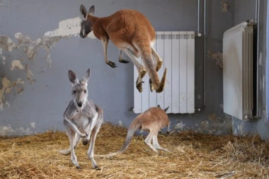 LOM U BEOGRADSKOM ZOO VRTU! Kengur razbio staklo i pobegao iz kaveza, radnici jurili da ga uhvate! (VIDEO)