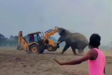 SLON POPIO BURE RAKIJE PA NAPRAVIO LOM! Smrvio bager, srušio osmatračnici, ljudi jedva izvukli žive glave! (VIDEO/FOTO)